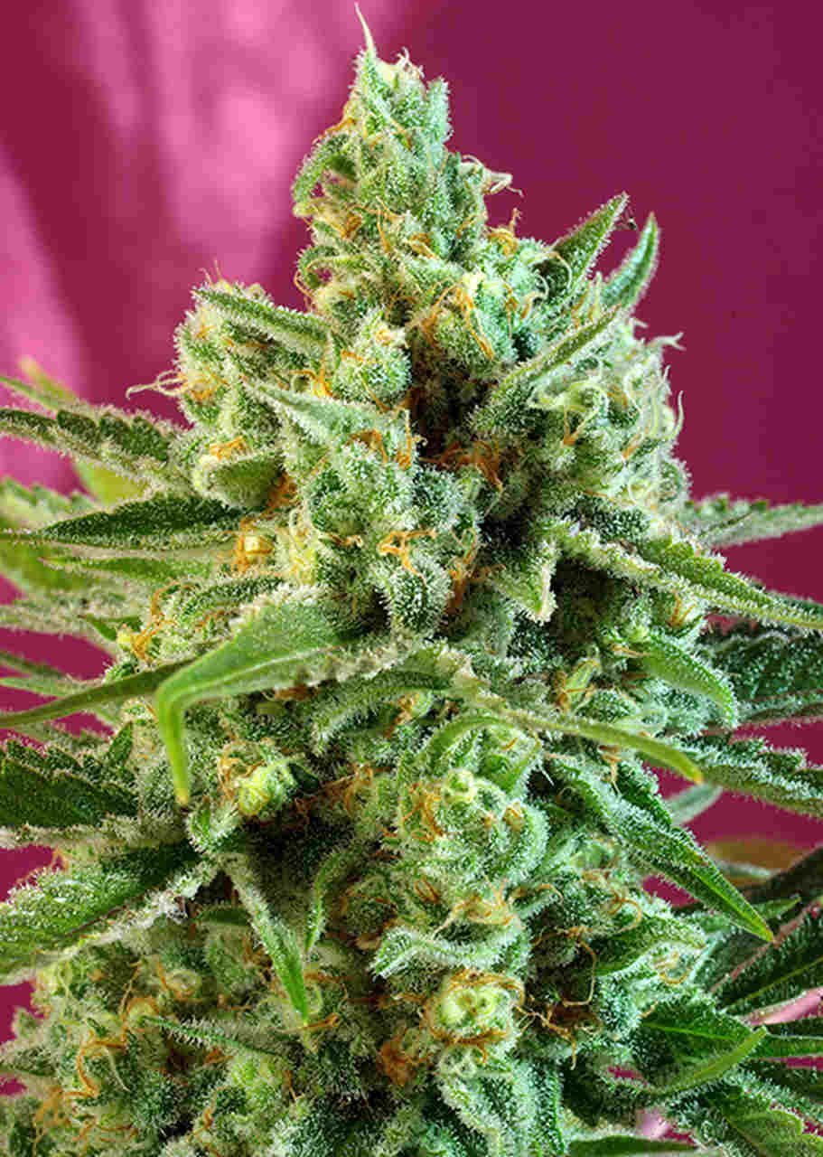 S.A.D. Sweet Afgani Delicious CBD (Sweet Seeds)